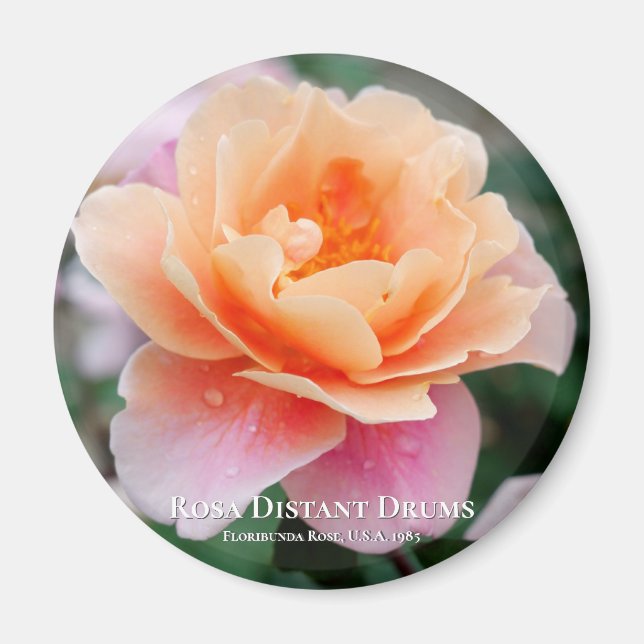 Íman Rosa Distante Drums (Frente)