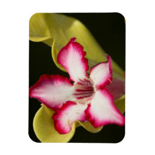 Íman Rosa-do-deserto (Adenium Obesum), África do Sul