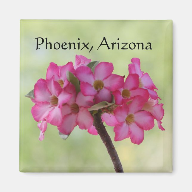 Íman Rosa do deserto em Phoenix rosa, AZ (Frente)