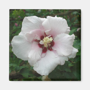 Íman Rosa do ímã de Sharon