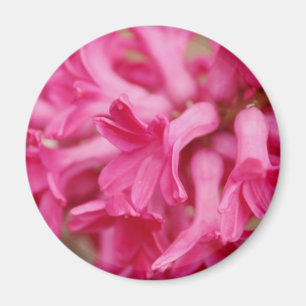 Íman Rosa do jacinto