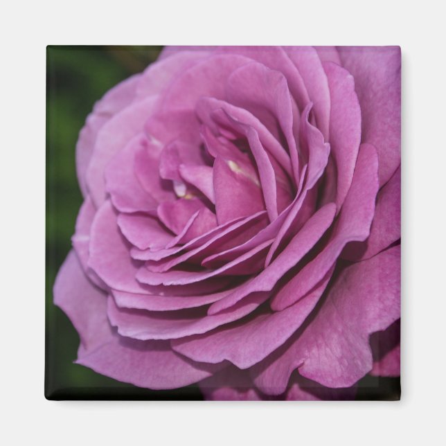 Íman Rosa do Magenta Garden (Frente)