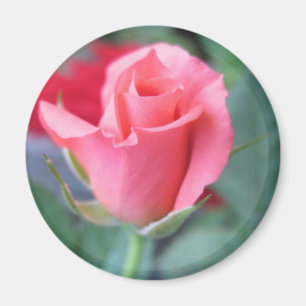 Íman Rosa do rosa