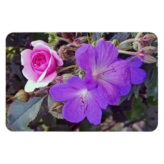 Íman Rosa e Geranium Grande ímã personalizado de fotos (Horizontal)
