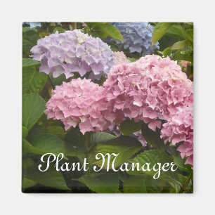 Íman Rosa e Mauve Hydrangeas