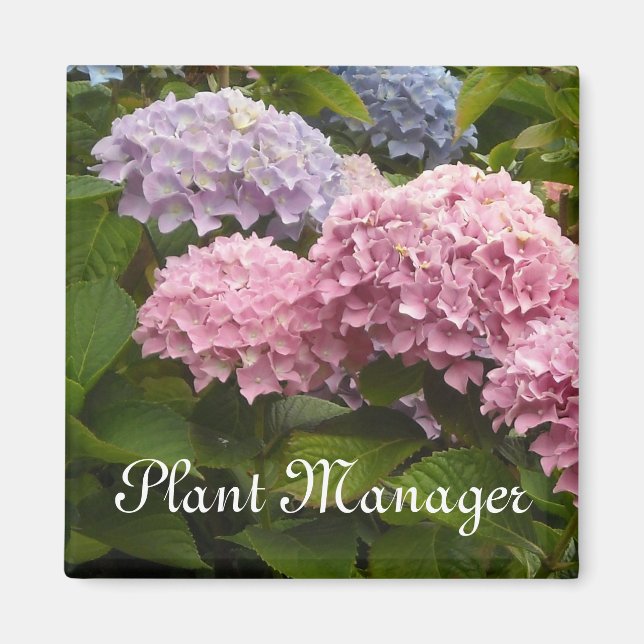 Íman Rosa e Mauve Hydrangeas (Frente)