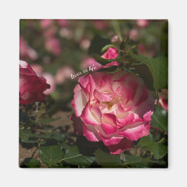 Íman Rosa e Rosa Branca