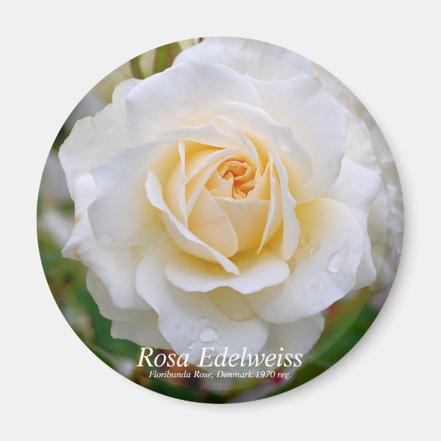 Íman Rosa Edelweiss [Magnet redondo] (Frente)