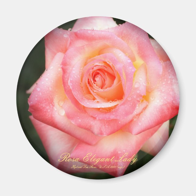 Íman Rosa Elegant Lady：Round Magnet (Frente)