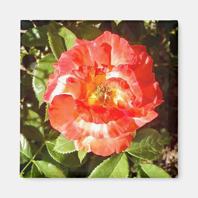 Íman Rosa ensolarado....... (Frente)