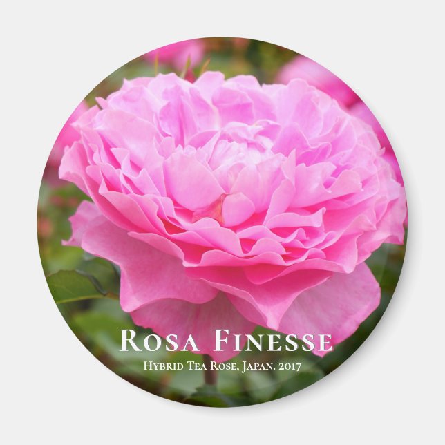 Íman Rosa Finesse (Frente)