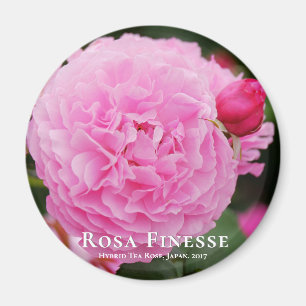 Íman Rosa Finesse マ グ ネ fiscalização ト