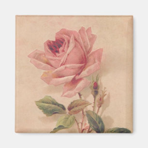 Íman Rosa francês do rosa do Victorian