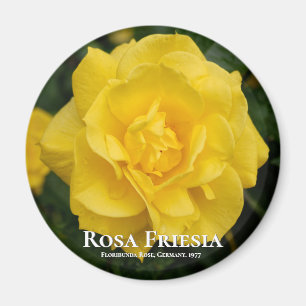 Íman Rosa Friesia