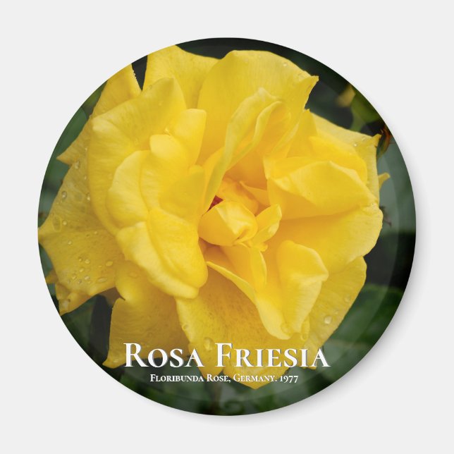 Íman Rosa Friesia (Frente)