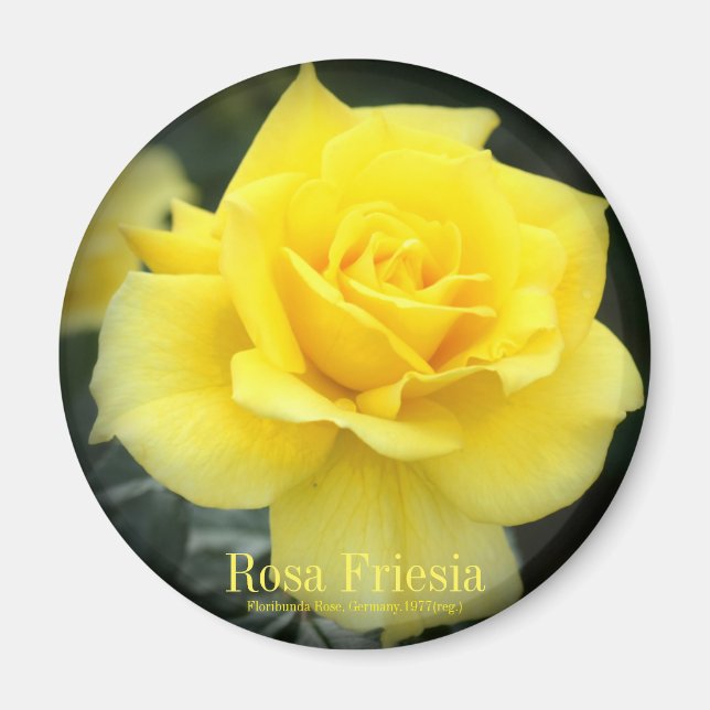 Íman Rosa Friesia：Round Magnet (Frente)