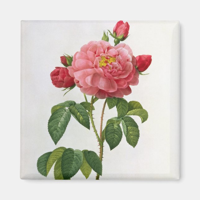 Íman Rosa Gallica Aurelianensis (Frente)