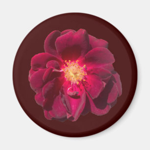 ÍMAN ROSA H