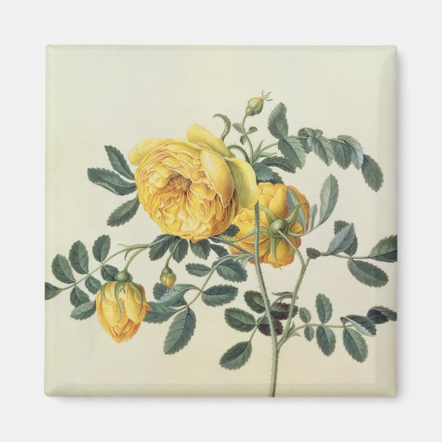 Íman Rosa hemisférica, século XVIII (Frente)