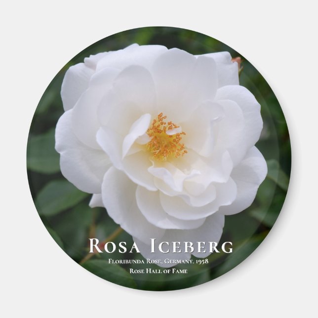 Íman Rosa Iceberg (Frente)