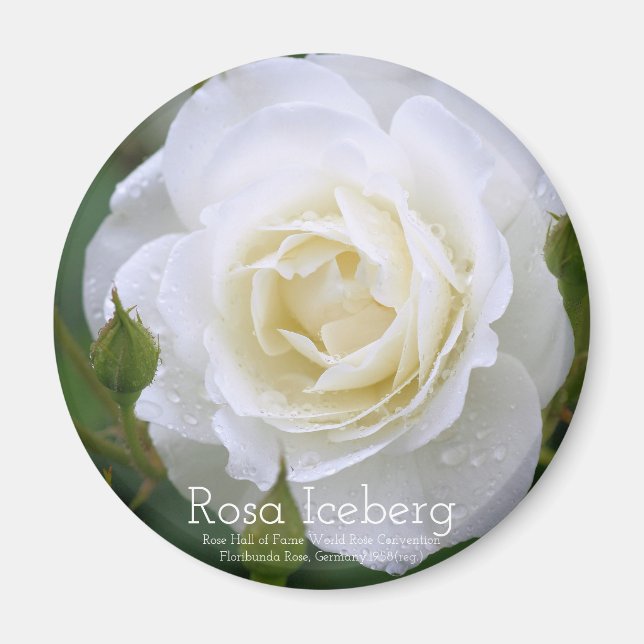 Íman Rosa Iceberg：Round Magnet (Frente)