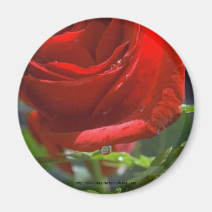 Íman Rosa Ímã-Vermelho com estrela da água