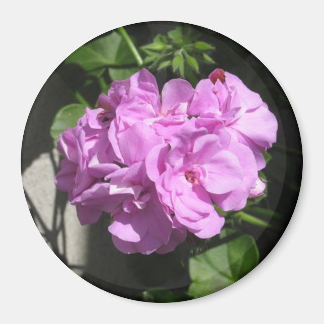 Íman Rosa Ivy Geranium (Frente)
