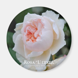 Íman Rosa "L' hiver"