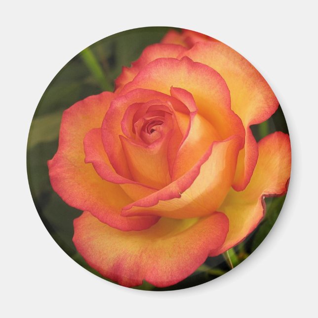 Íman Rosa laranja (Frente)