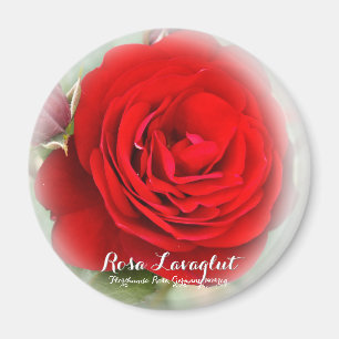 Íman Rosa Lavaglut