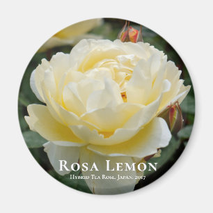 Íman Rosa Lemon