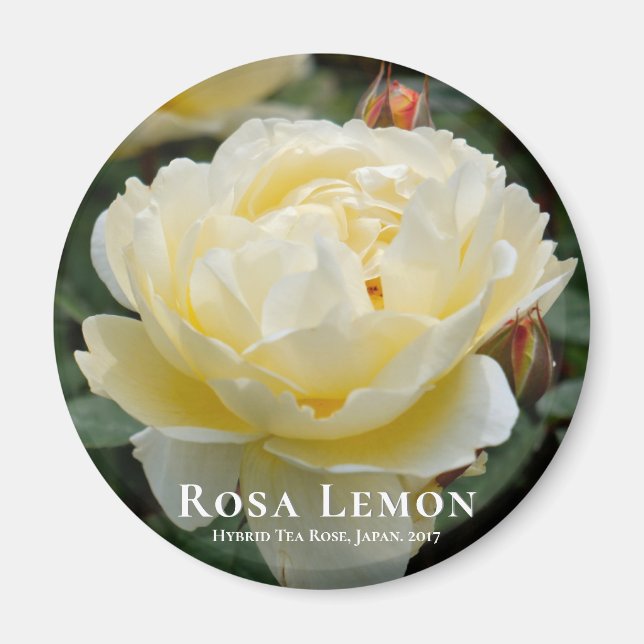 Íman Rosa Lemon (Frente)