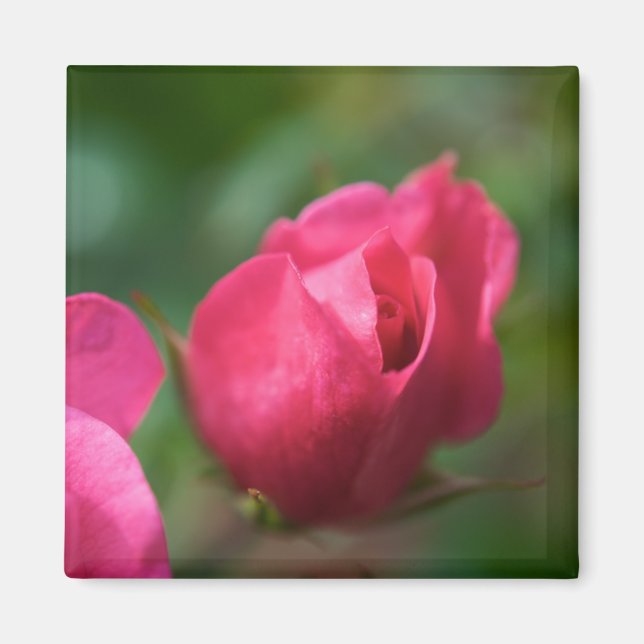 Íman Rosa Magnet (Frente)