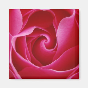 Íman Rosa Magnet