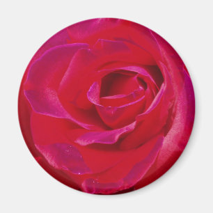 Íman Rosa Magnet