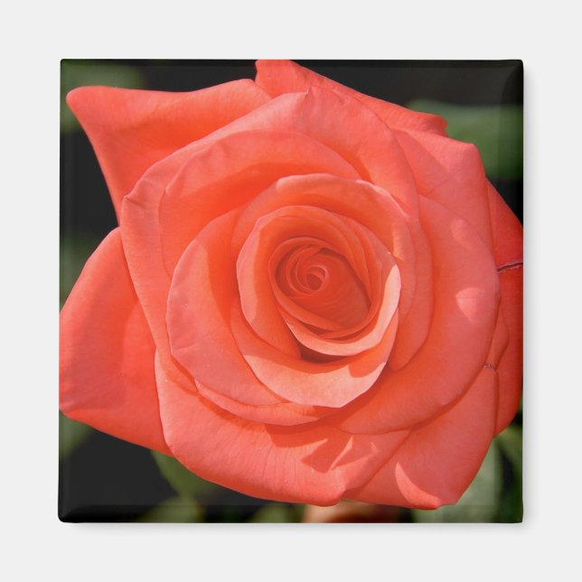 Íman Rosa Magnet (Frente)