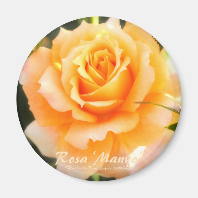 Íman Rosa ‘Manyo’：Round Magnet (Frente)