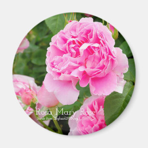 Íman Rosa Mary Rosa [Magnet Redondo]