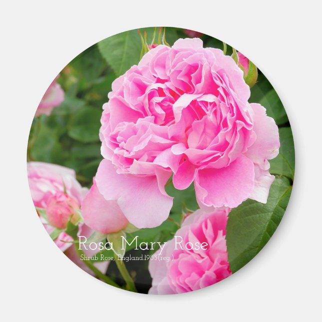 Íman Rosa Mary Rosa [Magnet Redondo] (Frente)