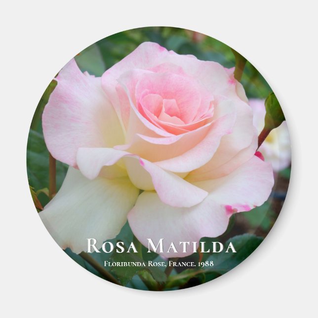 Íman Rosa Matilda (Frente)