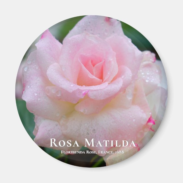 Íman Rosa Matilda (Frente)