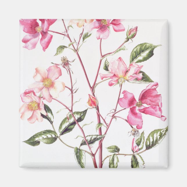 Íman Rosa Mutabilis 1996 (Frente)