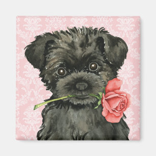 Íman Rosa namorados Affenpinscher