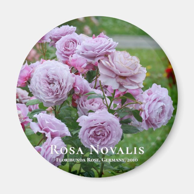 Íman Rosa Novalis (Frente)