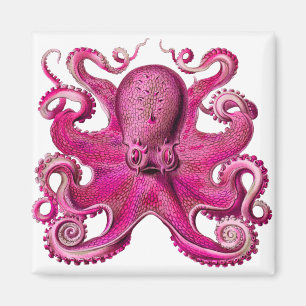 Íman Rosa Octopus Haeckel