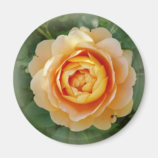 Íman rosa ouro (Frente)