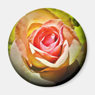 Íman Rosa - Para Ti