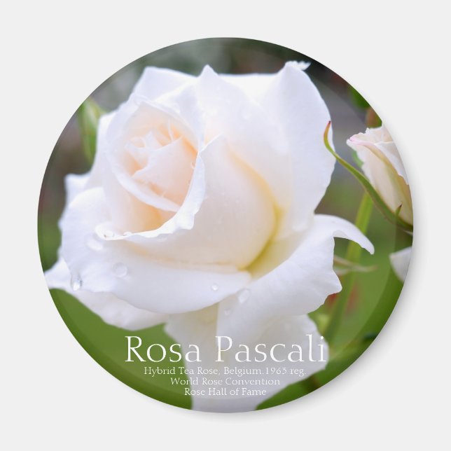 Íman Rosa Pascali [Magnet Redondo] (Frente)