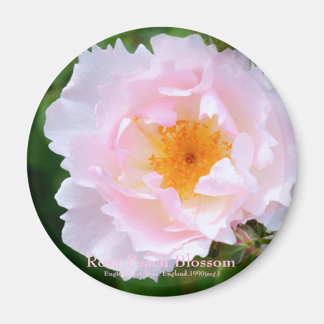 Íman Rosa Peach Blossom [Magnete redondo] (Frente)