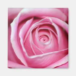 Íman Rosa perfeito do rosa